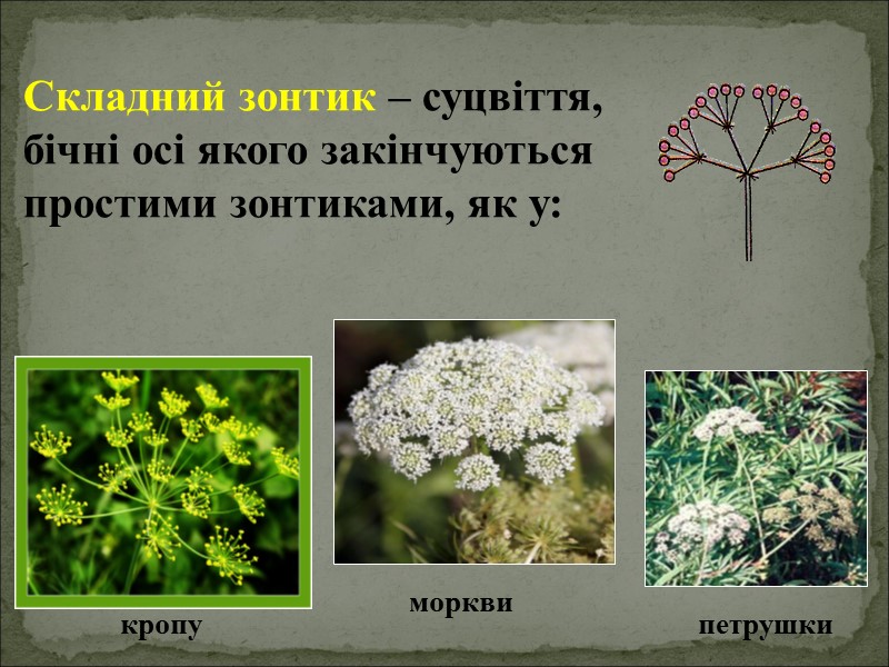 Складний зонтик – суцвіття, бічні осі якого закінчуються простими зонтиками, як у: кропу моркви